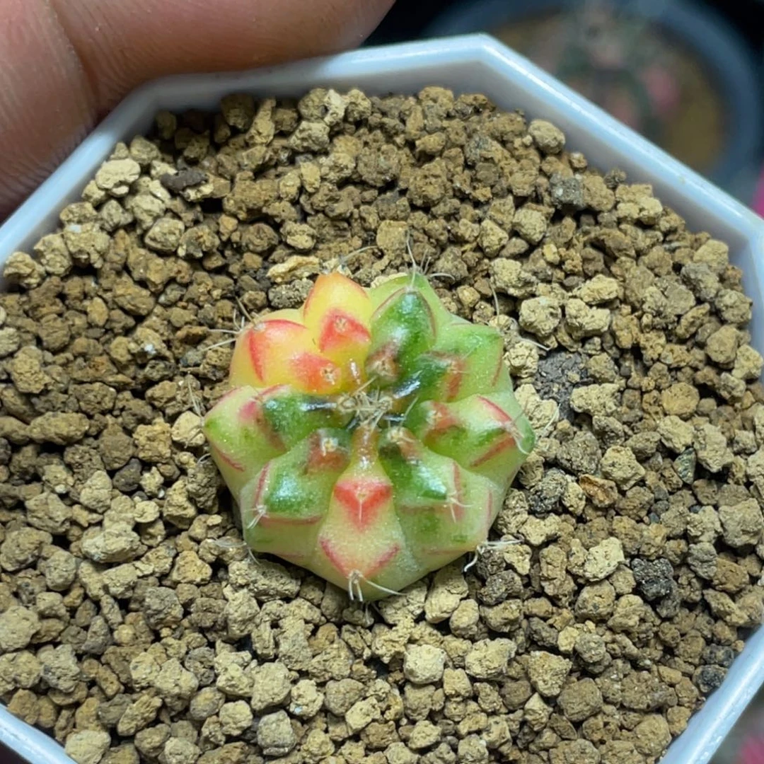 当前无花朵，栽培后可花朵黄绿红V背