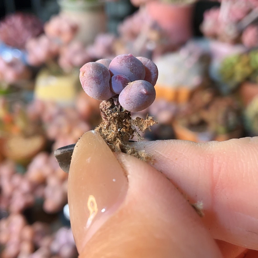 y***多肉植物的生长发育和生长发育等方面