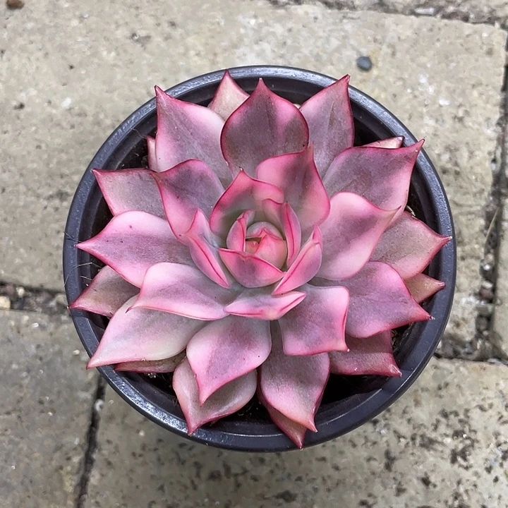 宝莲灯锦一物一拍锦龙