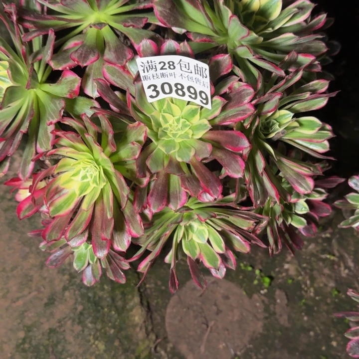 30899天和多肉植物