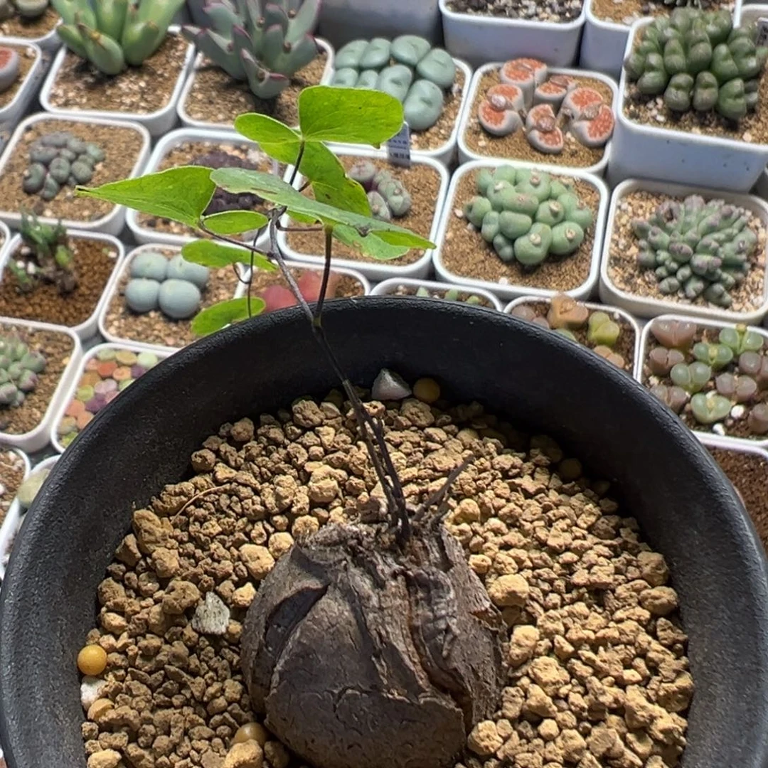 172多肉植物百科植物
