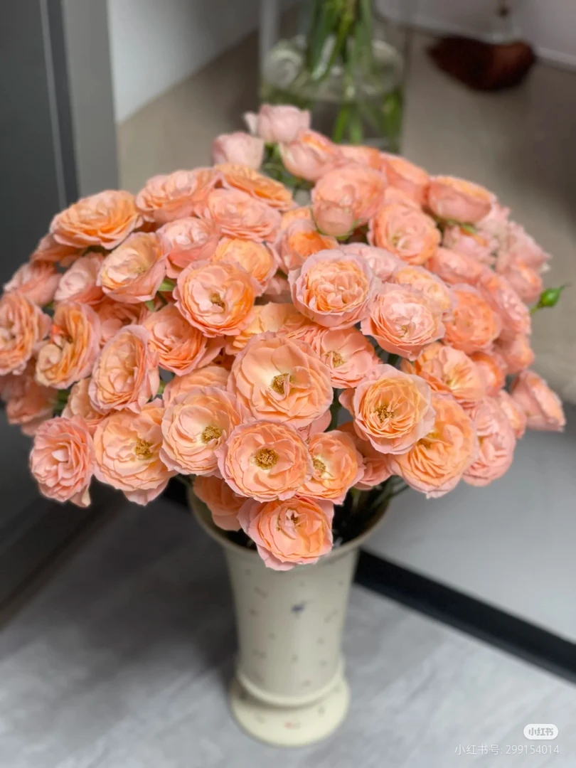 米奇玫瑰10支 两单包邮一单或低温不拍保温冻坏不售后