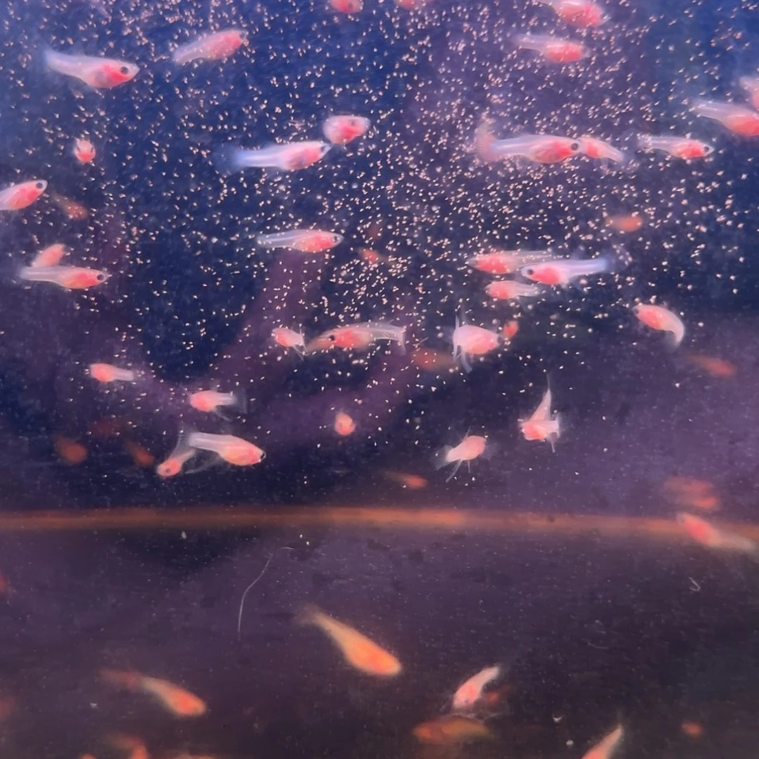 孔雀鱼粉猫玻璃C苗10条随机