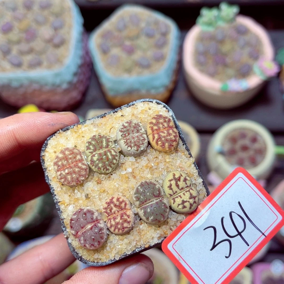 341生石花带盆发1