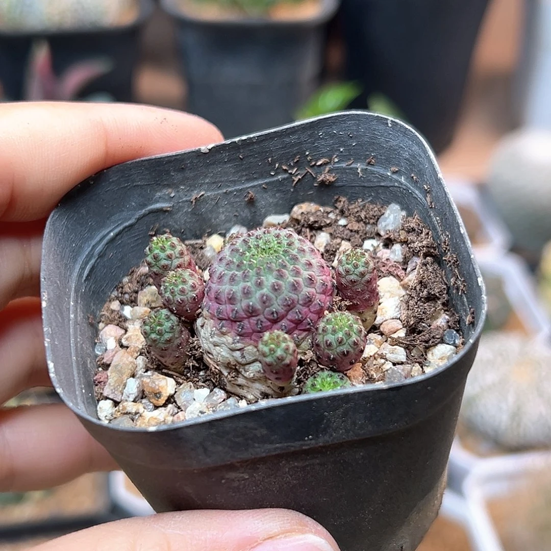 无花朵紫丽群一颗