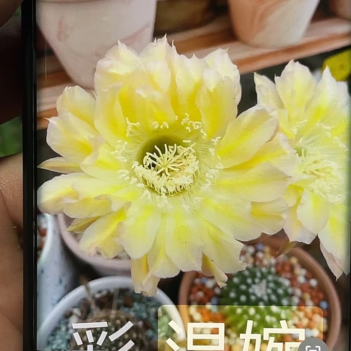 彩 温婉侧芽 歪 满20包邮5公分