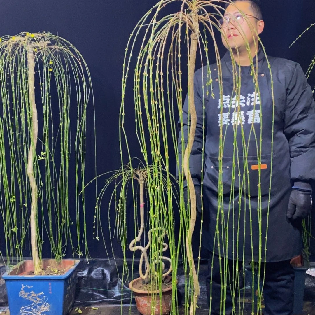 三台迎春，一物一拍，