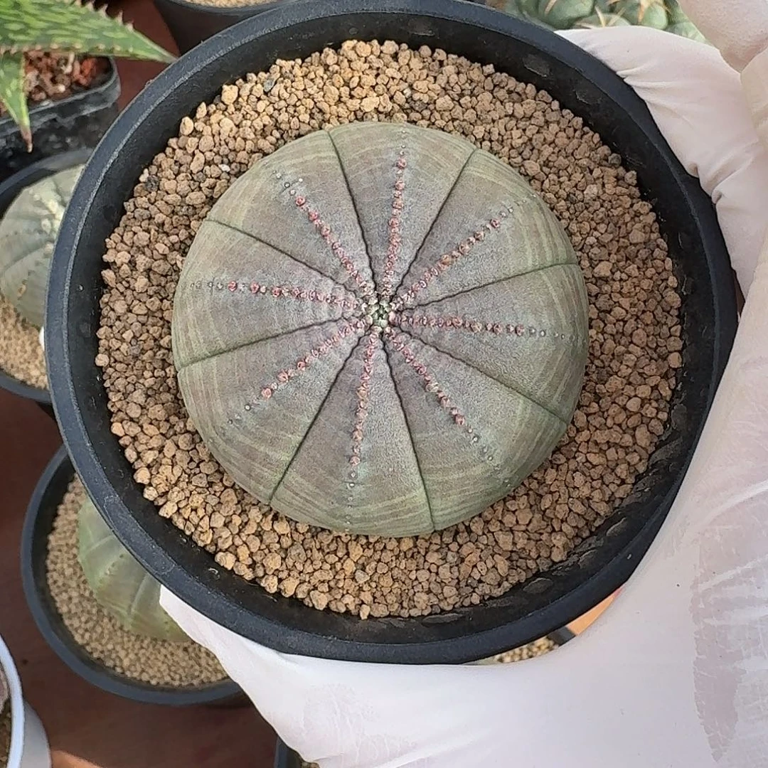 等***来实生欧布仙人球2234