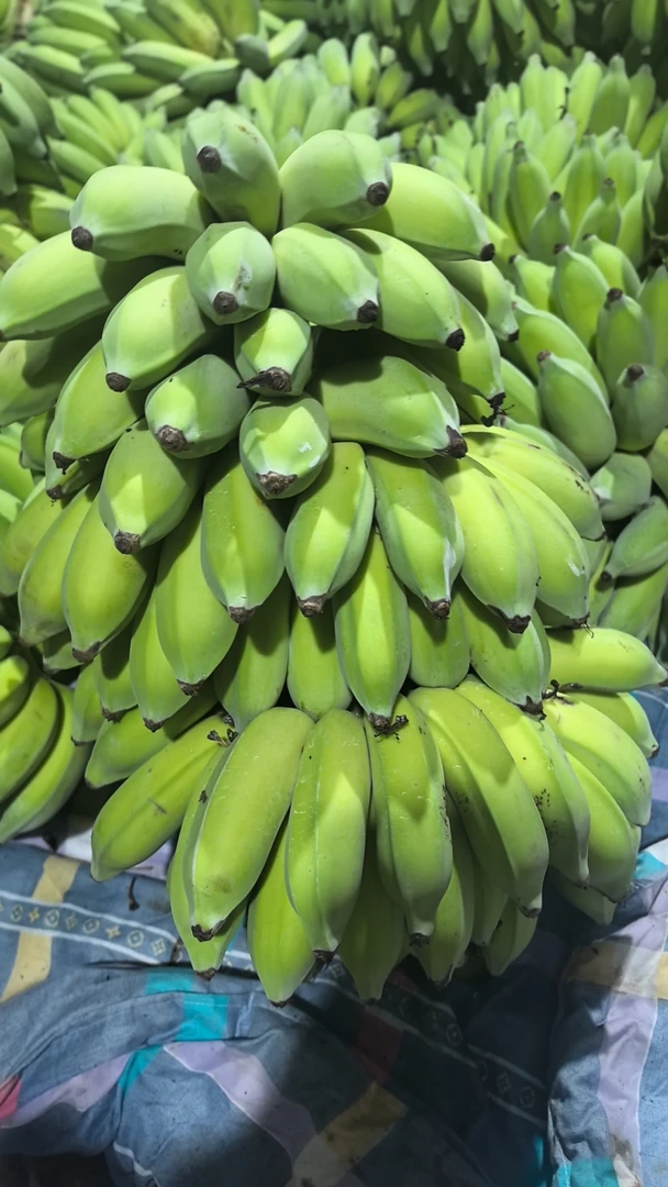 云南高山批发农家种植本地小米蕉新鲜芭蕉软糯香甜青果皇帝蕉