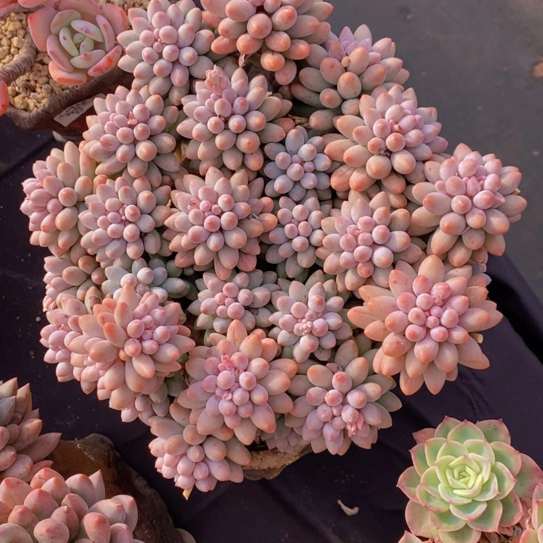 婴儿手指 一物一拍