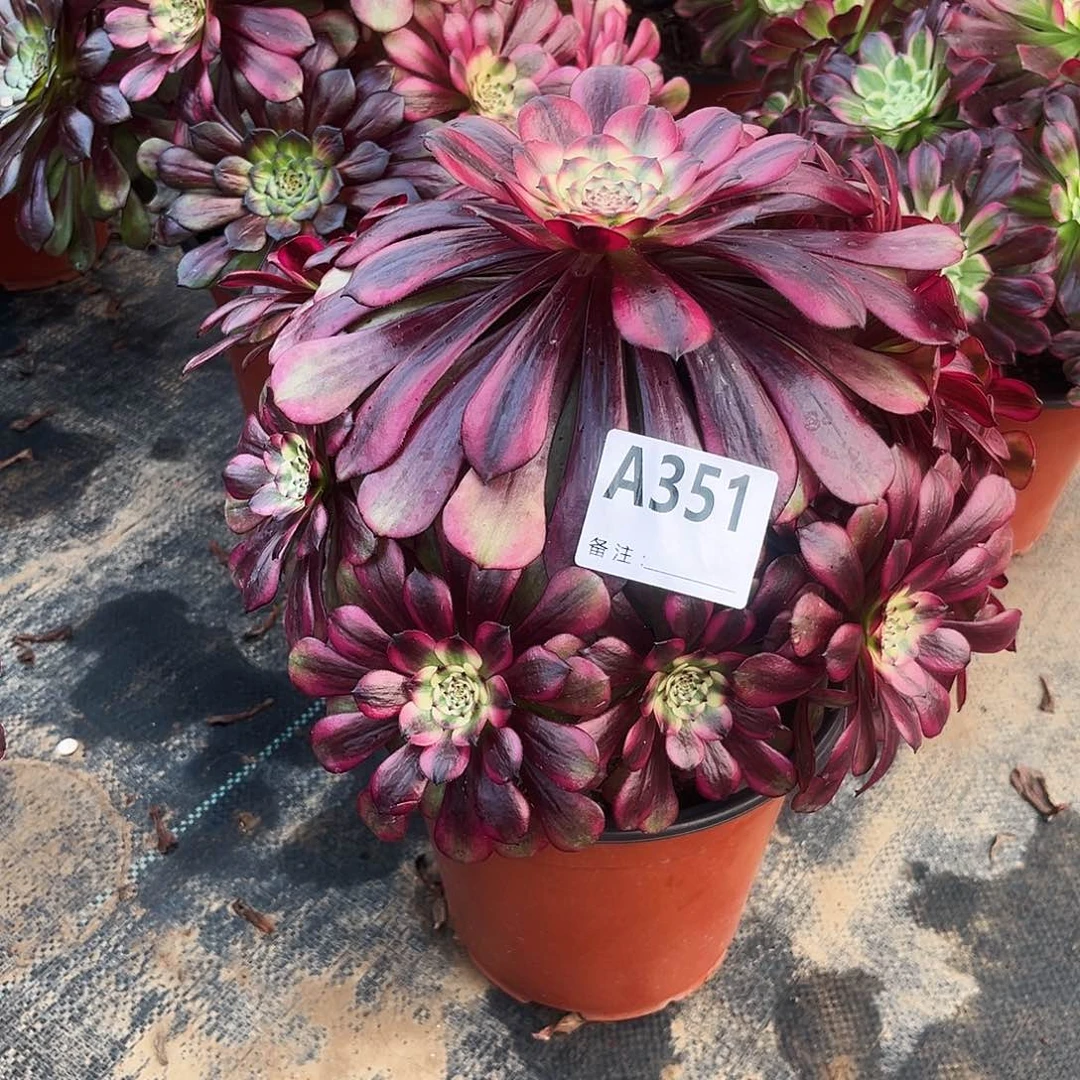 多肉植物美姬351多肉