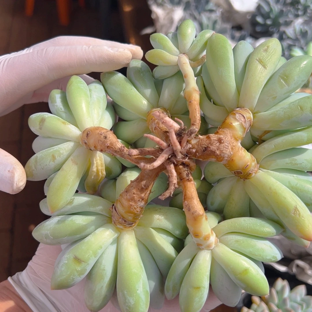 *****1029111111111111111