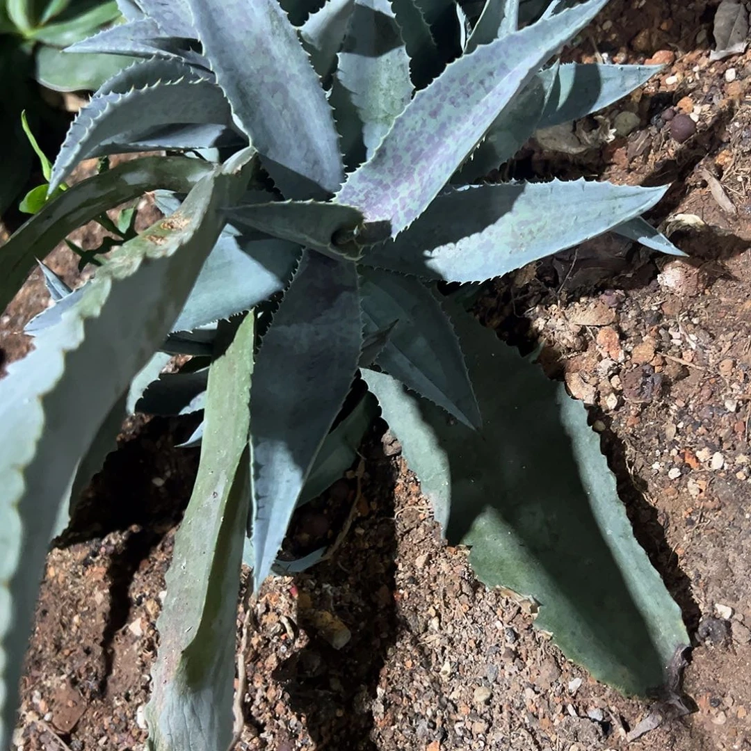 玛雅女王龙舌兰系列