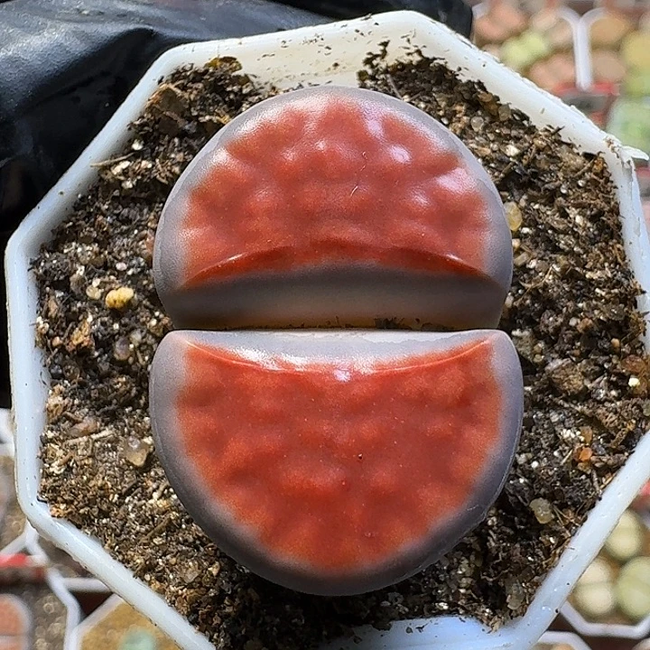 卡***洛生石花1111111。   207