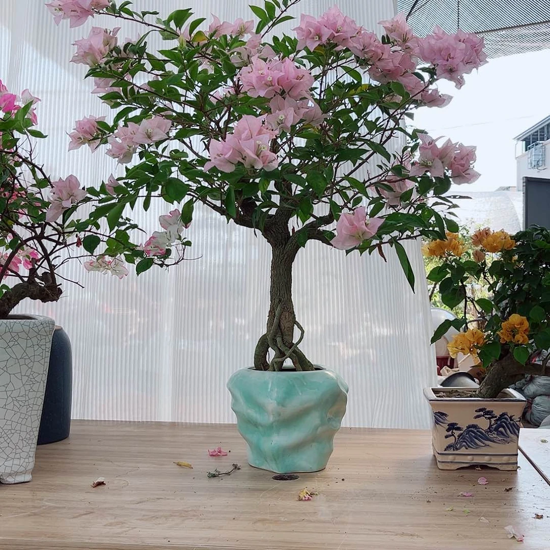 用***语完全开放三角梅庭院景观