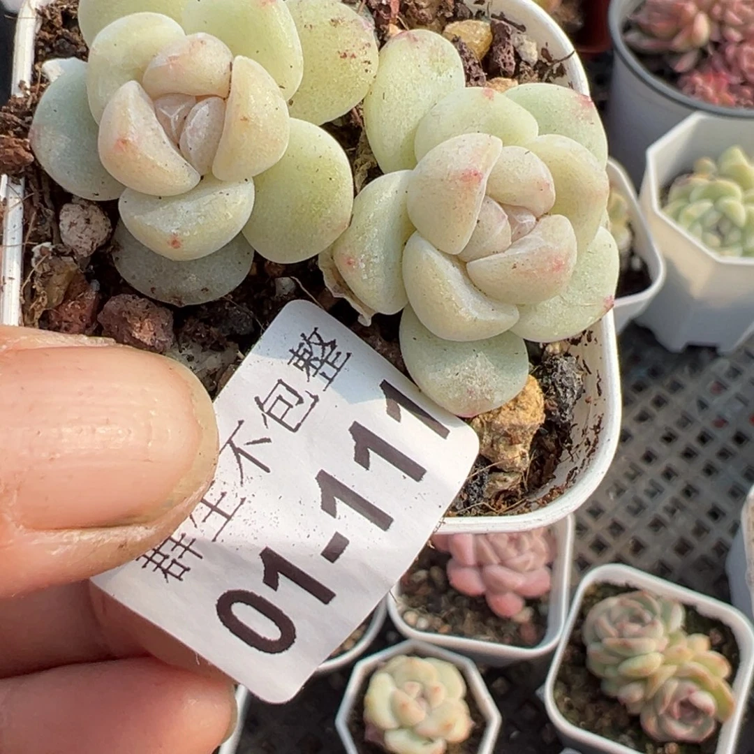 小卡拉米糖心一物一拍1-111