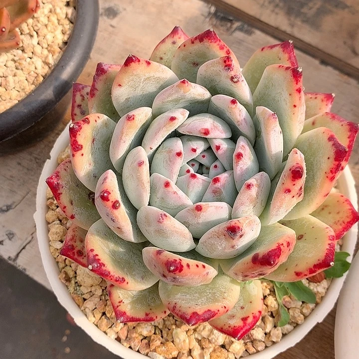 多肉植物一物一拍