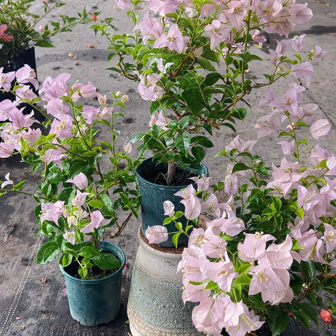 大部分花苞少量开放苹果花掌中宝一棵