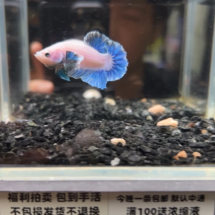 斗鱼竞拍跑单拉黑8日50