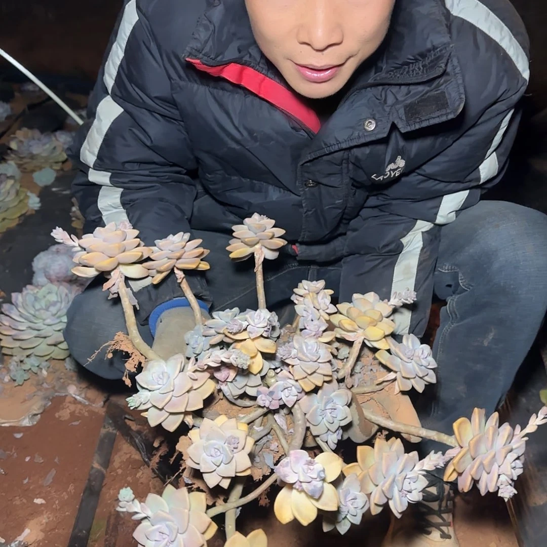 一物一拍杏美人多肉