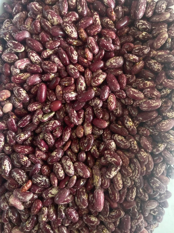 东北精选红芸豆饭豆手工精选