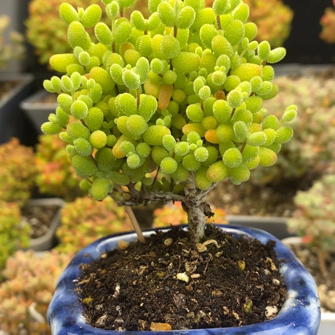 2号金桔糖球多肉