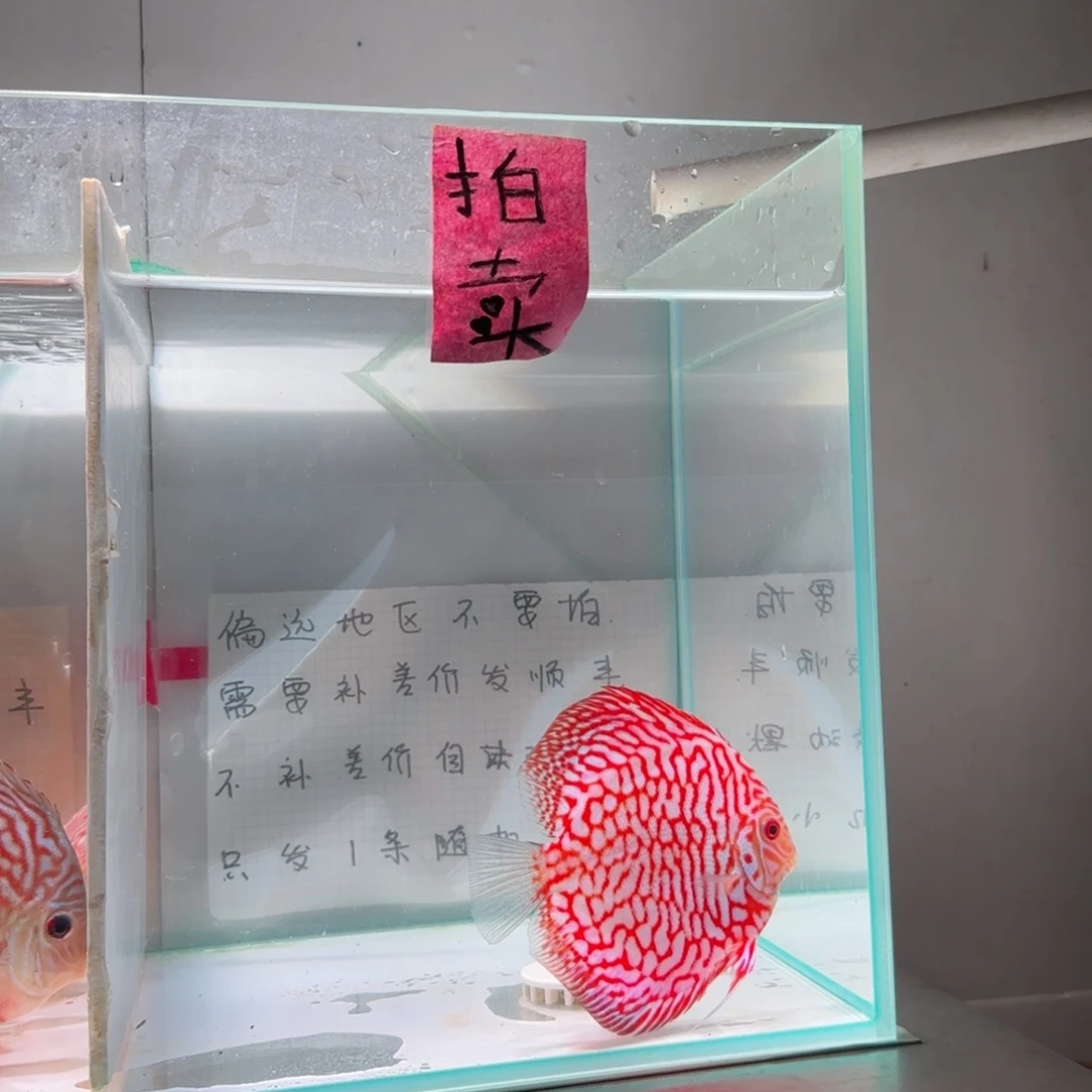 七彩神仙鱼七彩神仙鱼8-11