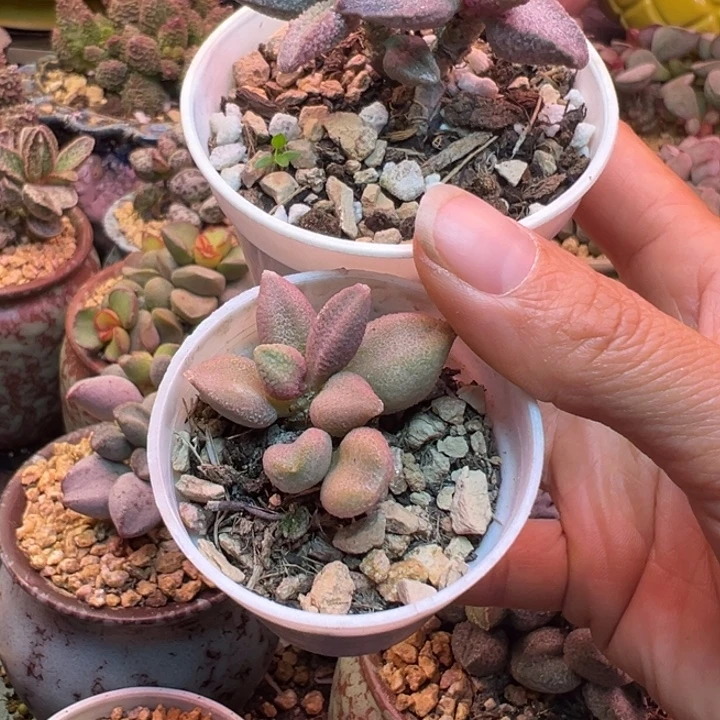 用***3吉祥如意的一天从早上