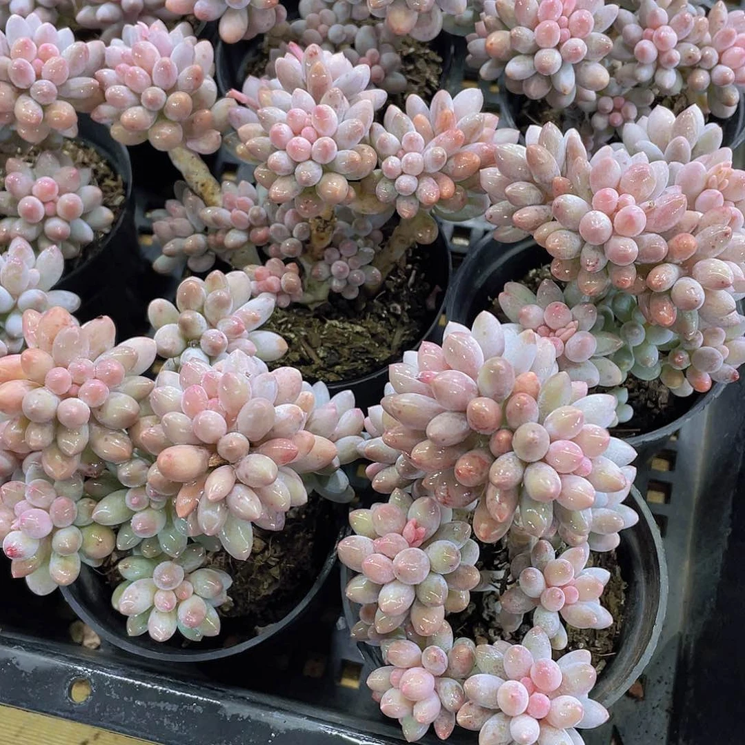 量拍55号 老桩婴儿手指捧花一颗