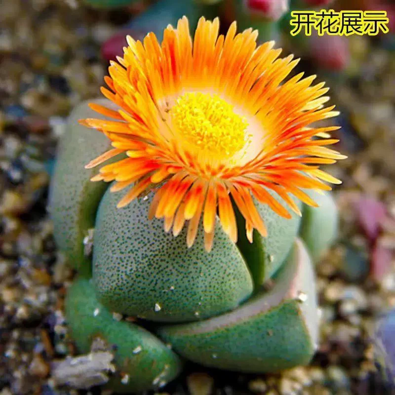 【满15元包邮】绿元宝带花苞大颗稀有贵货多肉