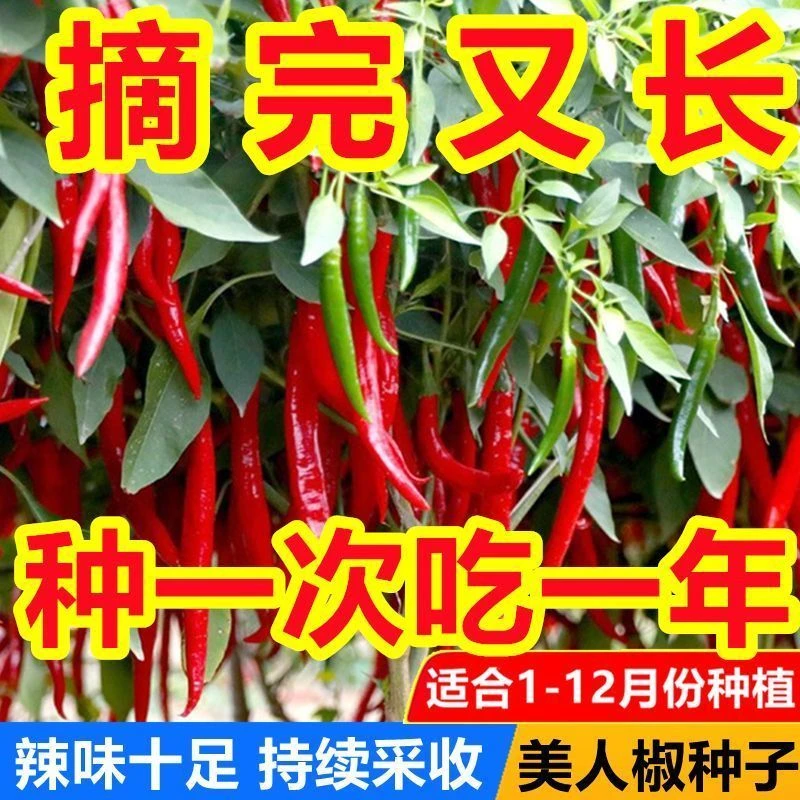 摘不败美人椒种子香辣十足可盆栽四季种植美人椒种子