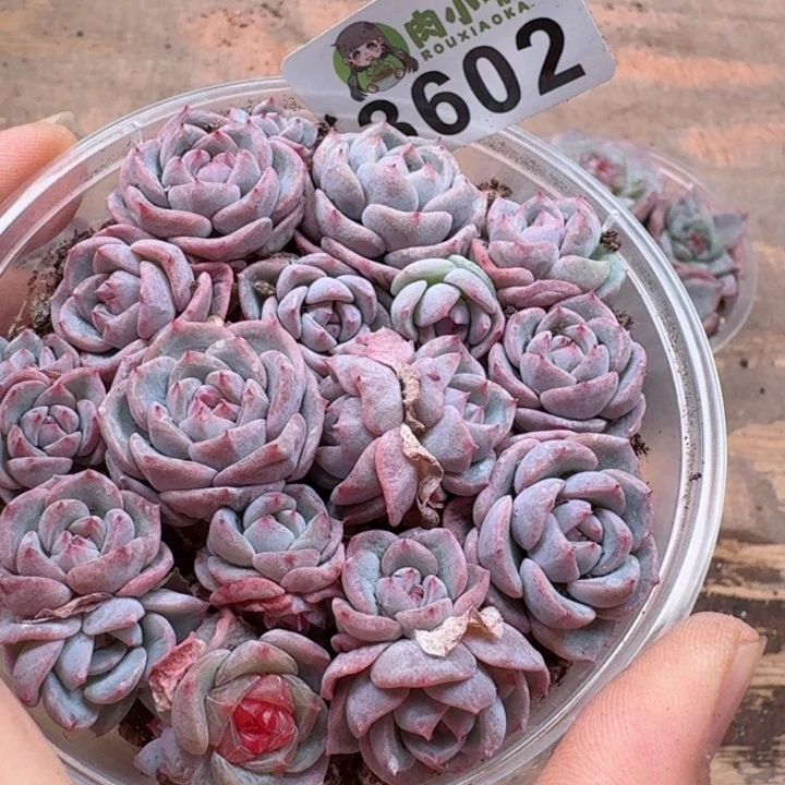 多肉植物多肉植物