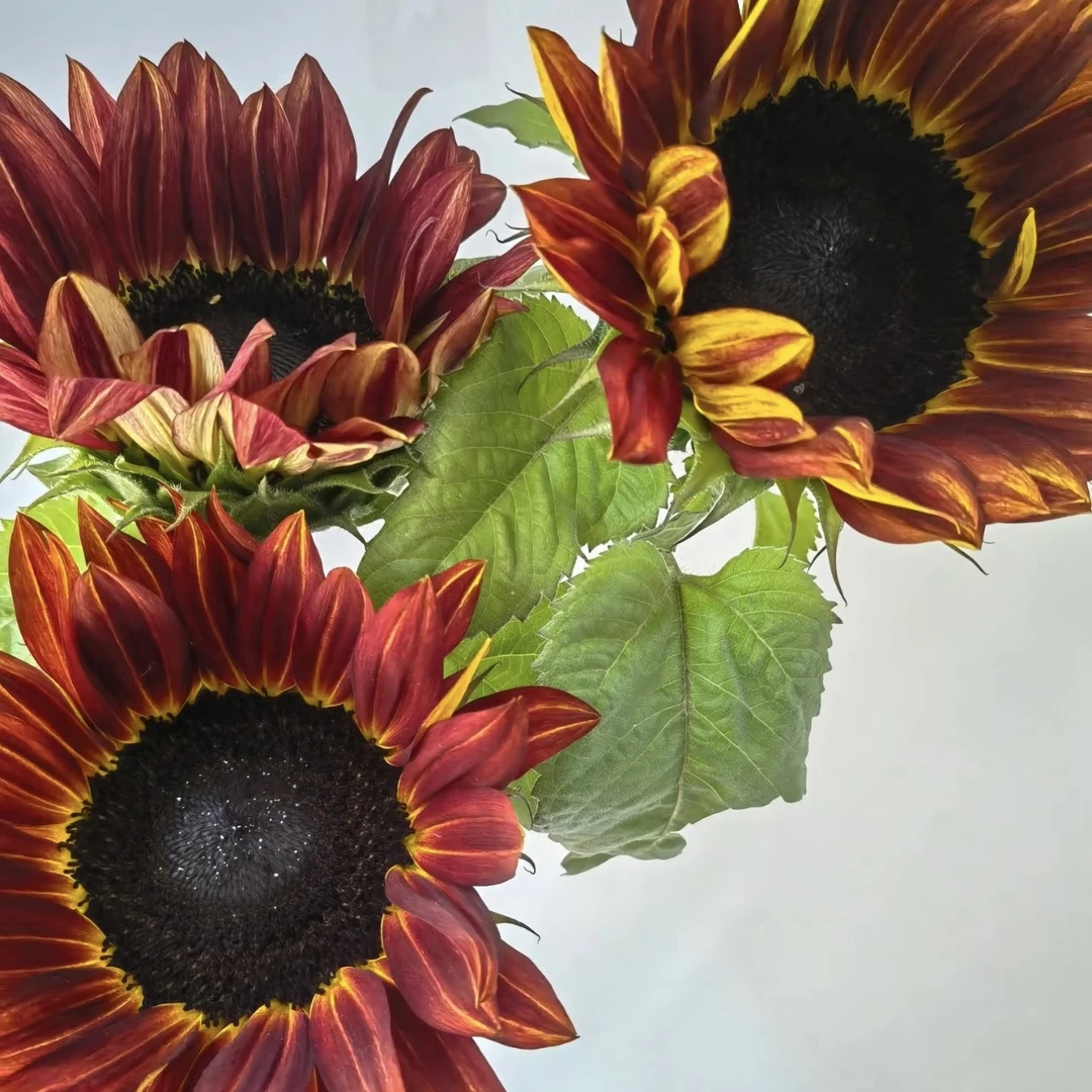 【油画向日葵】高级小众花材复古色系鲜花云南基地顺丰直发