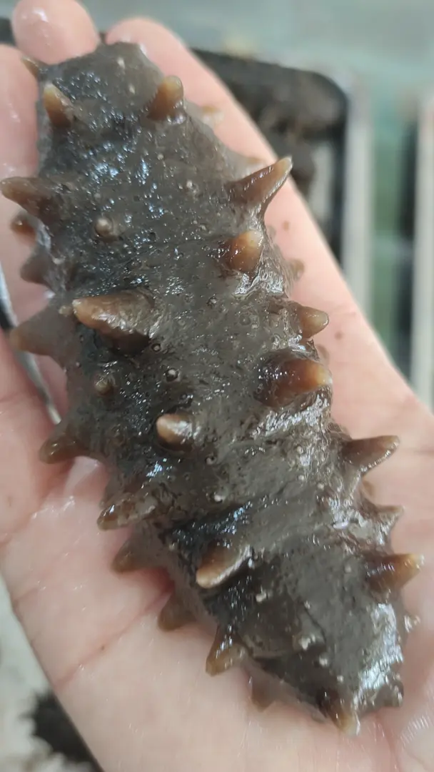 大连 国标海参特价福利