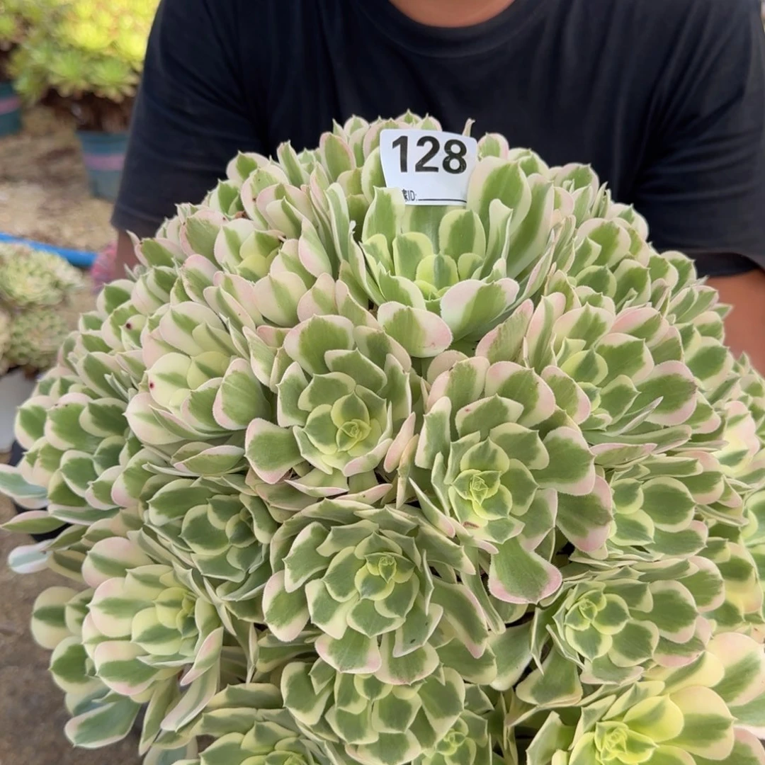雨*?128白凤多肉植物