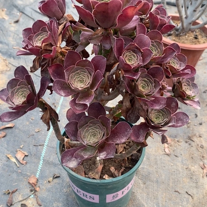 魅金玫瑰35多肉植物法师法师