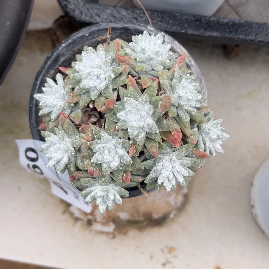 10头大脸白菊～一物一拍678