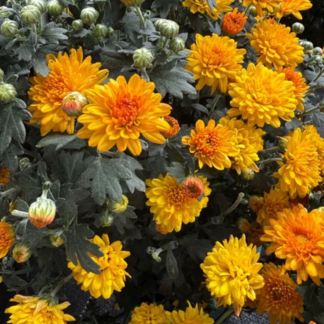 千头球菊（橙色泡泡）多年生加仑盆好养阳台庭院基地直发批发