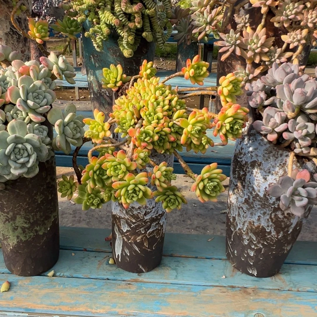 精品春萌妖桩 裸肉