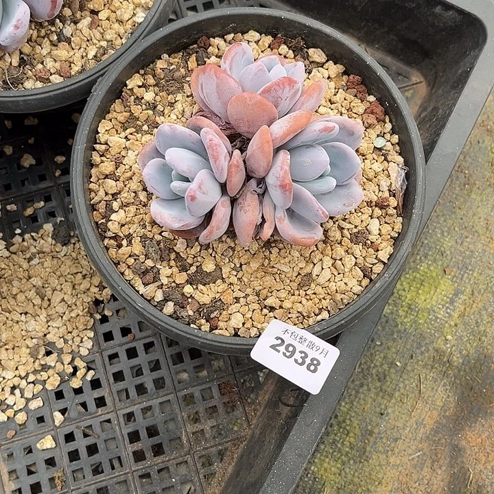 阿雅园艺。          2938粉兔