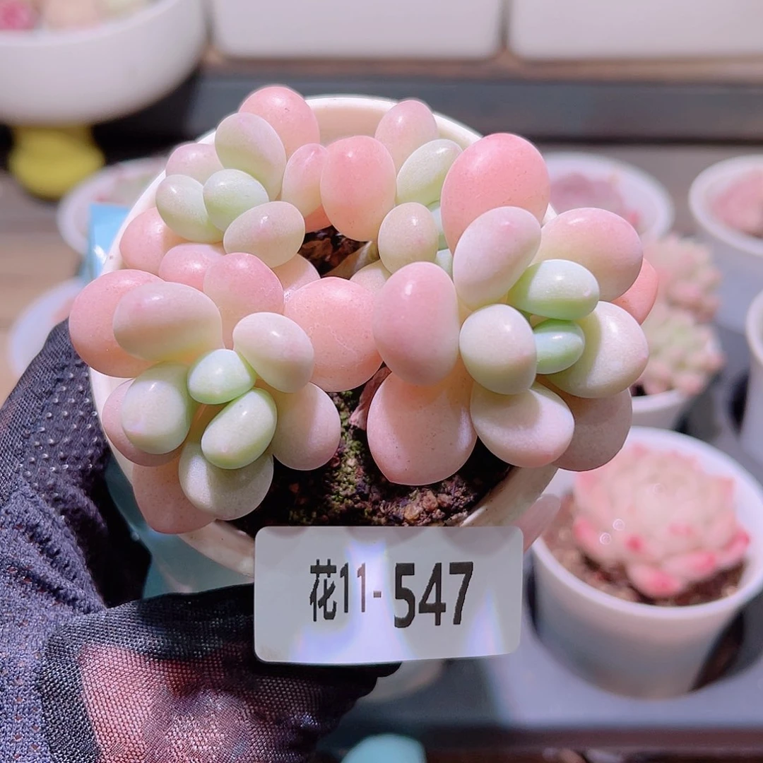 花利美11-547洛神