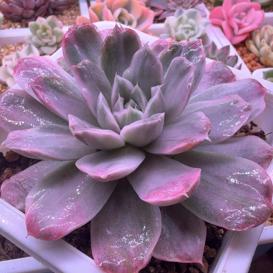无花朵辛普森锦 多肉