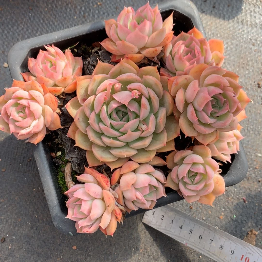 2168杂交精品基地14厘米