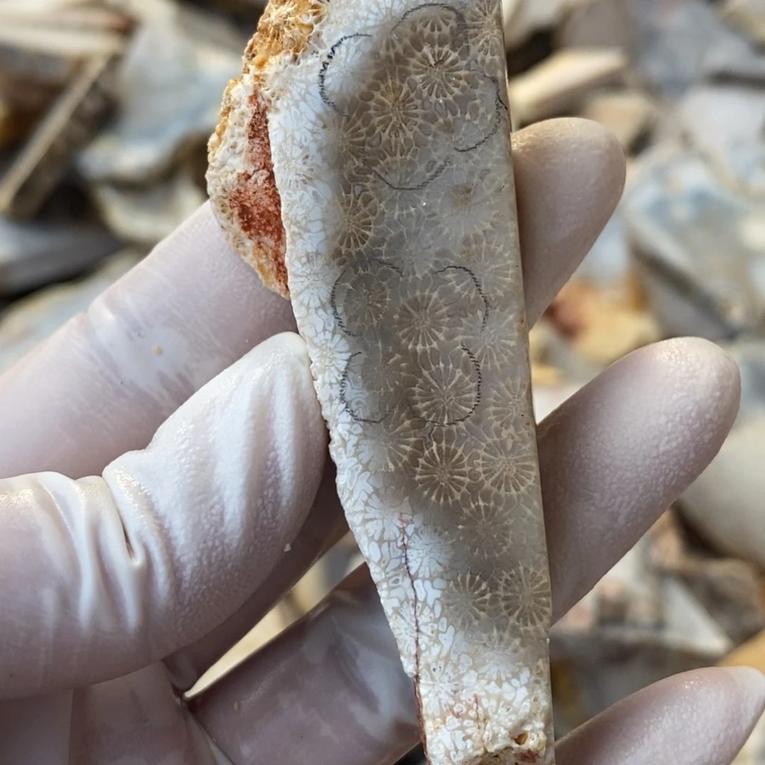 【闪购商品】未镶嵌珊瑚玉硅化玉