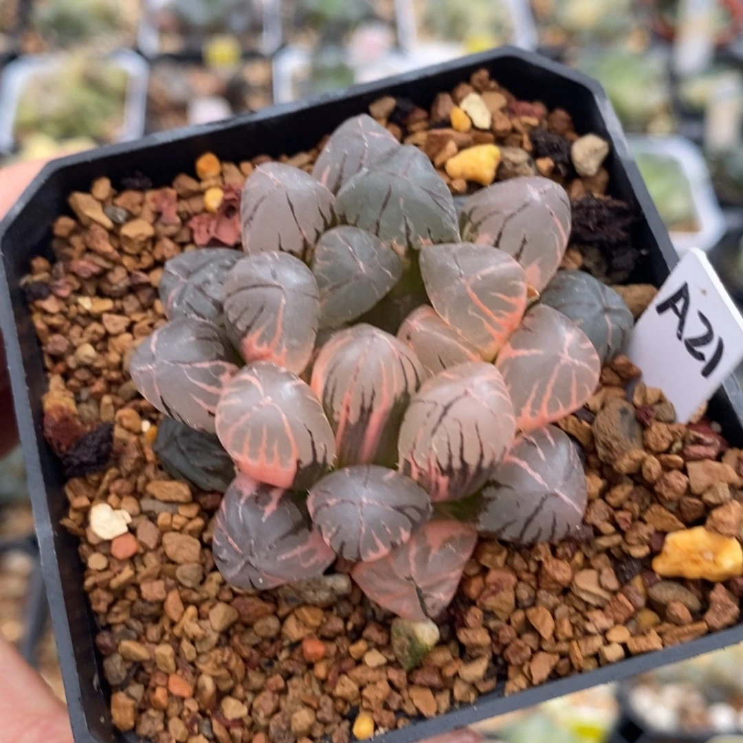 21红太阳十二卷多肉