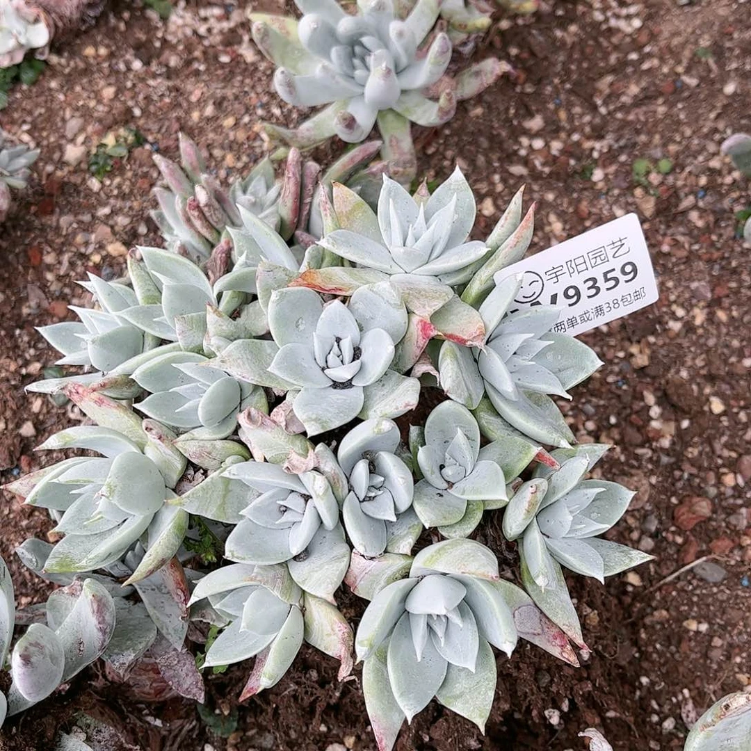 9359苹果叶杂交多肉