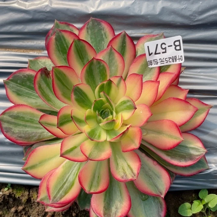 571黑膜锦多肉12344678