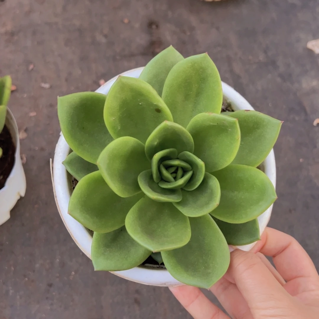 翠花大单头老桩多肉