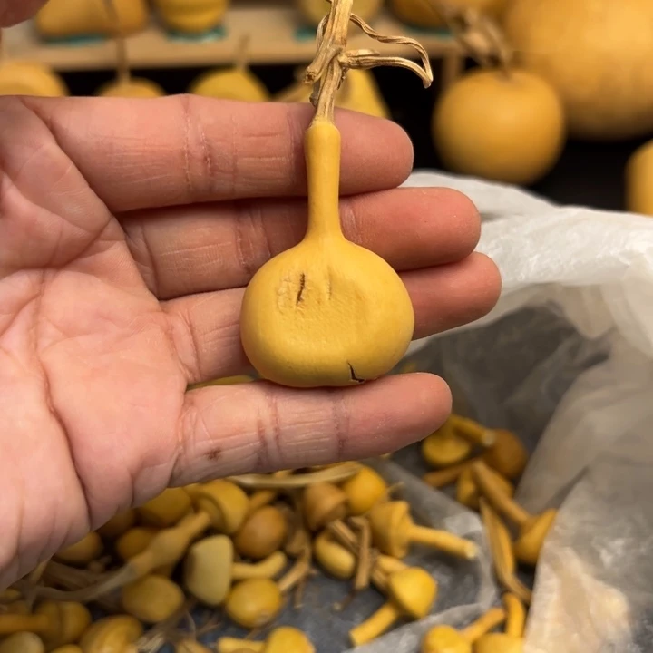 夏*葫芦葫芦葫芦葫芦葫芦葫芦