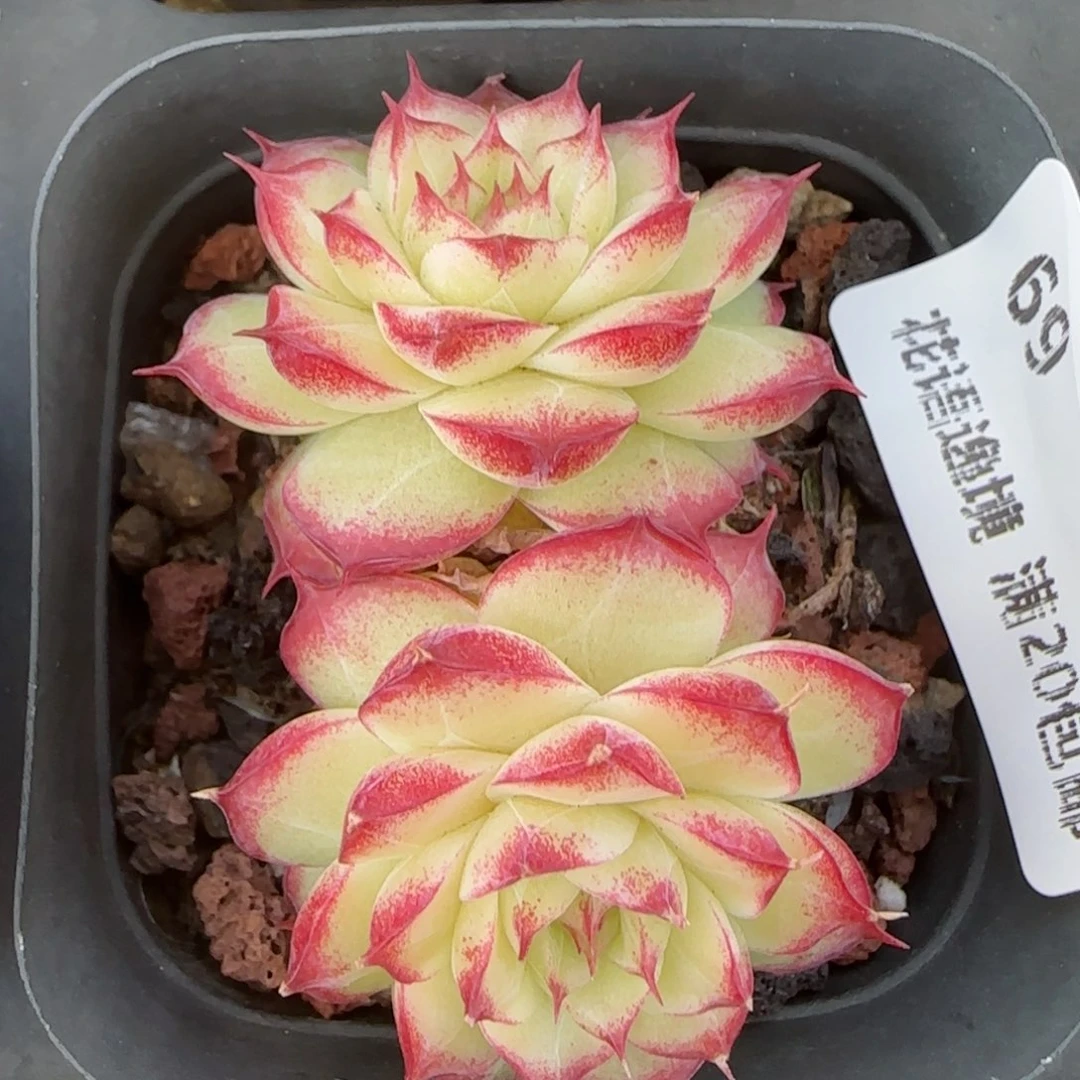 花语逸境0131-69